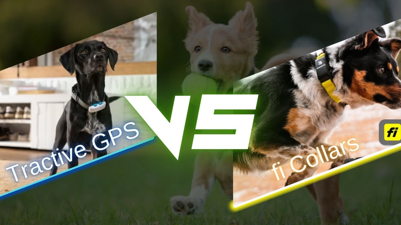 Read more about the article Fi vs. Tractive GPS Collars: The Ultimate Comparison for Active Dog Owners