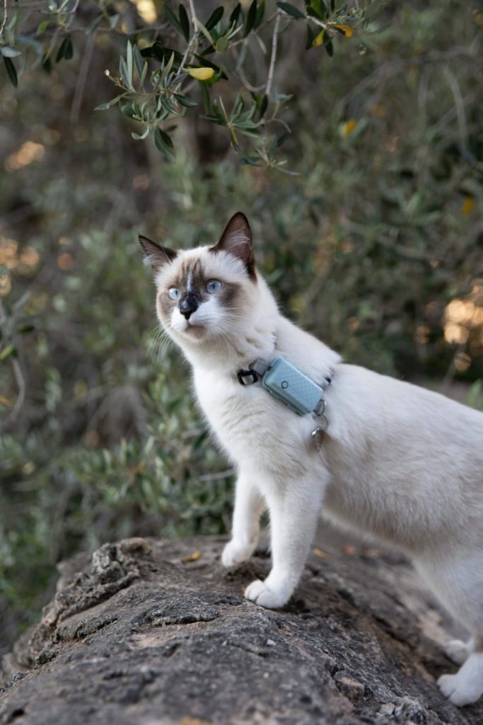 best GPS tracker for cats-white2