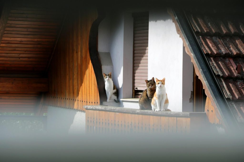 best GPS tracker for cats-others