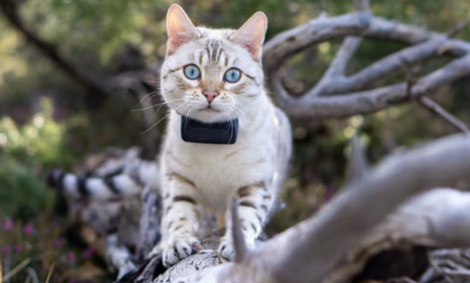 best GPS tracker for cats-white_cat1