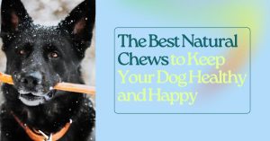 Read more about the article The Best Natural Chews to Keep Your Dog Healthy and Happy