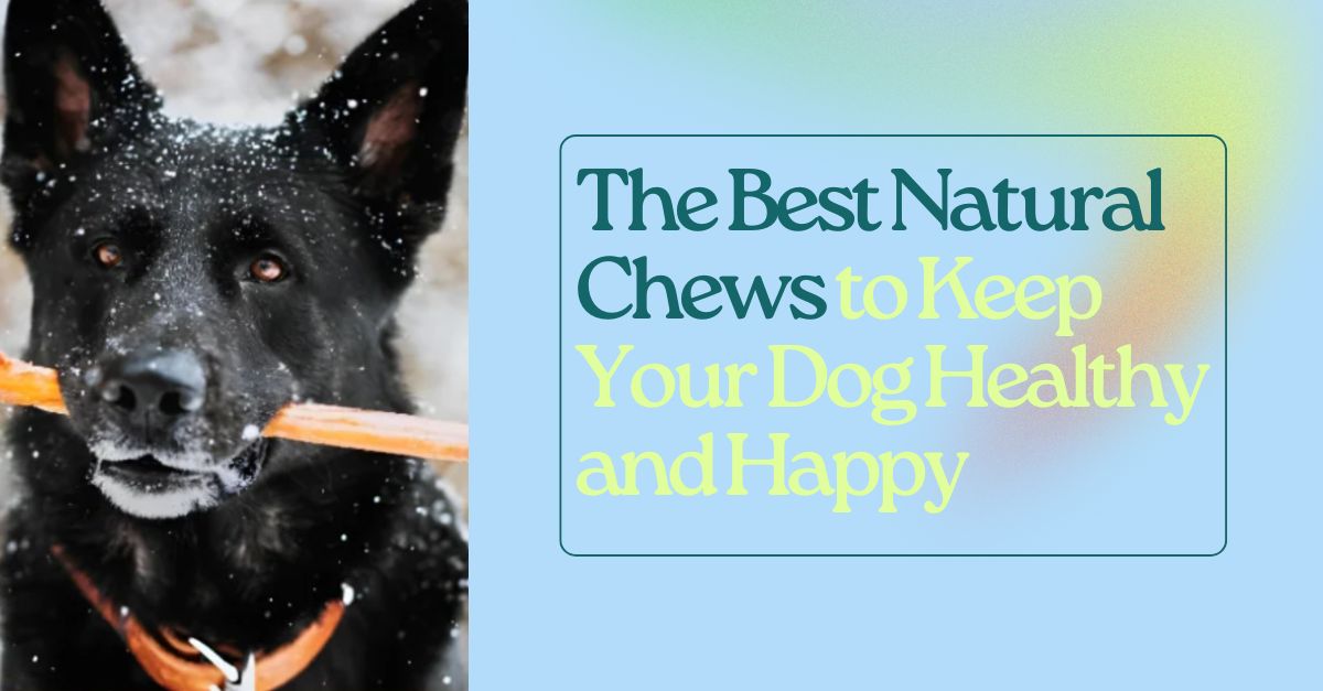 You are currently viewing The Best Natural Chews to Keep Your Dog Healthy and Happy